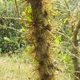 Flor de Bayahibe - Bayahibe