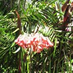 Padre Nuestro - Bayahibe